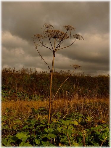 Как странно здесь...
