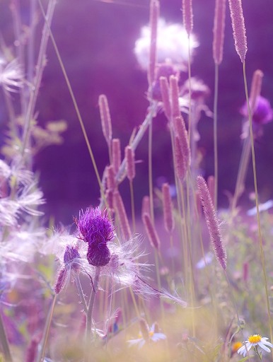 Заповедный уголок