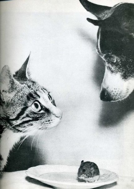 Мышиное спасение