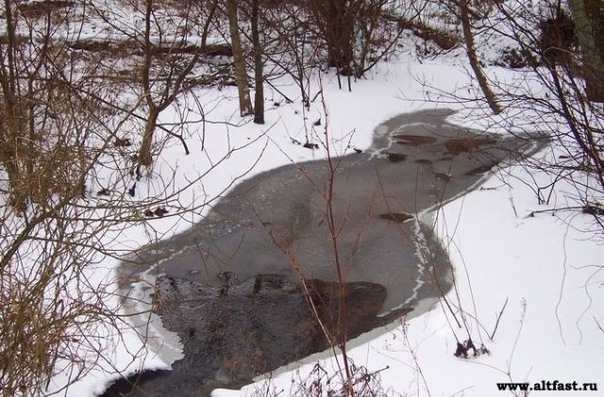 новая соседка... - КХ день кошек