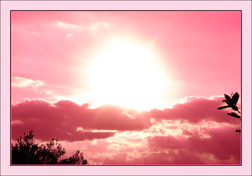 В каплях розовой зари...