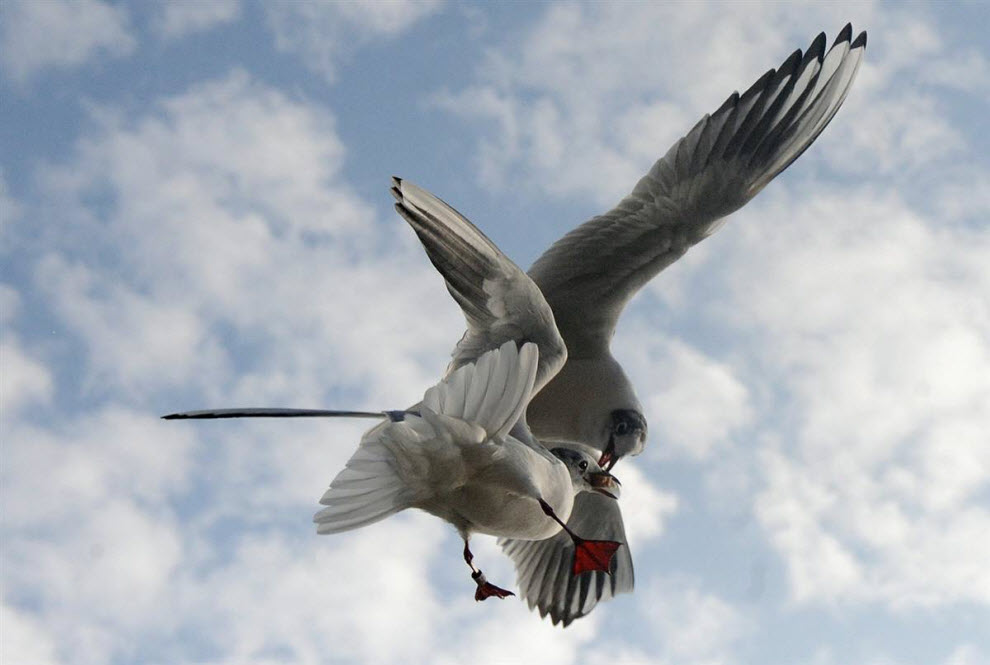 Зашлись перебором струны гитары...