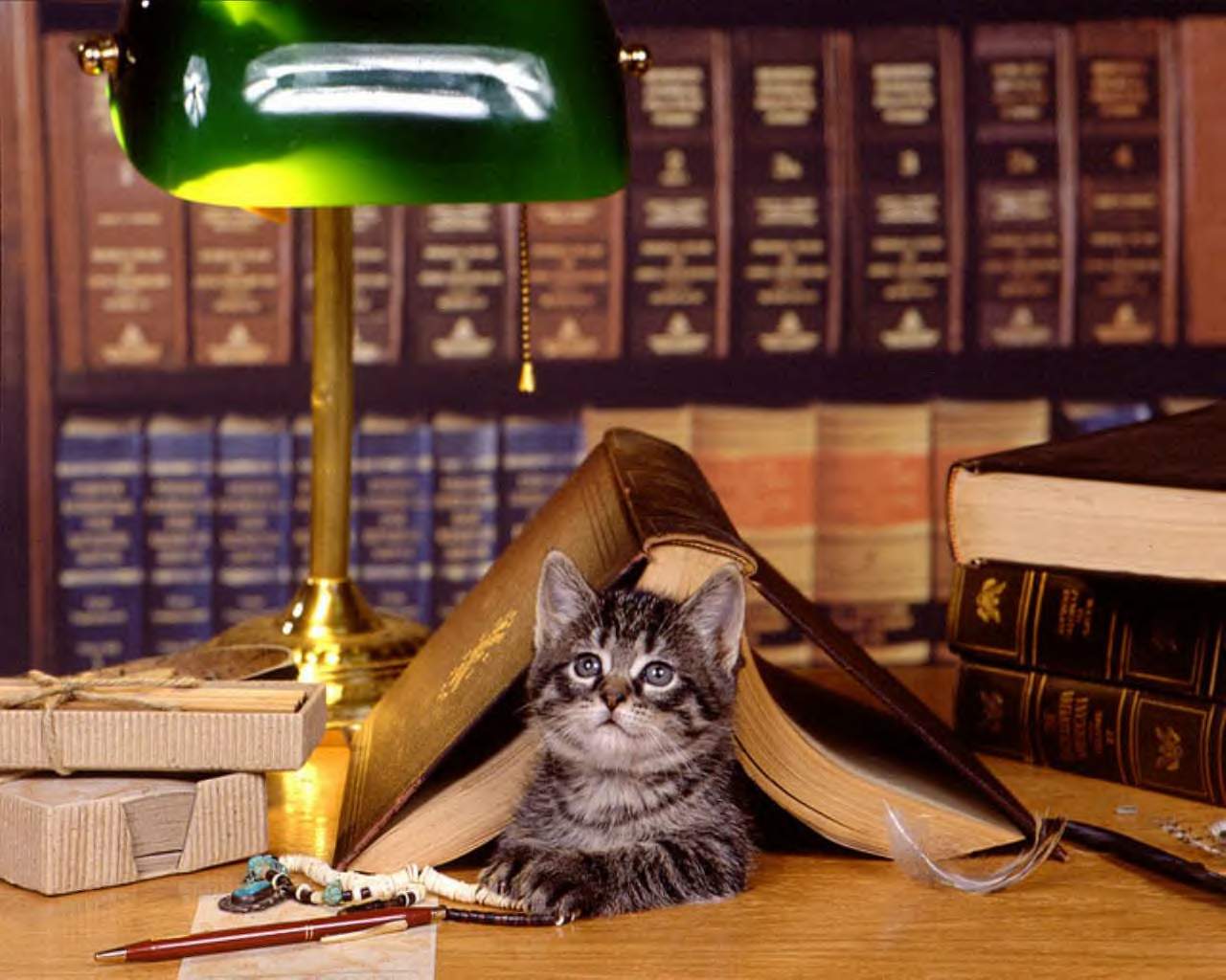 Кошка бухгалтер. Умный котик. Коты и книги. Книги про кошек. Кошка с книжкой.