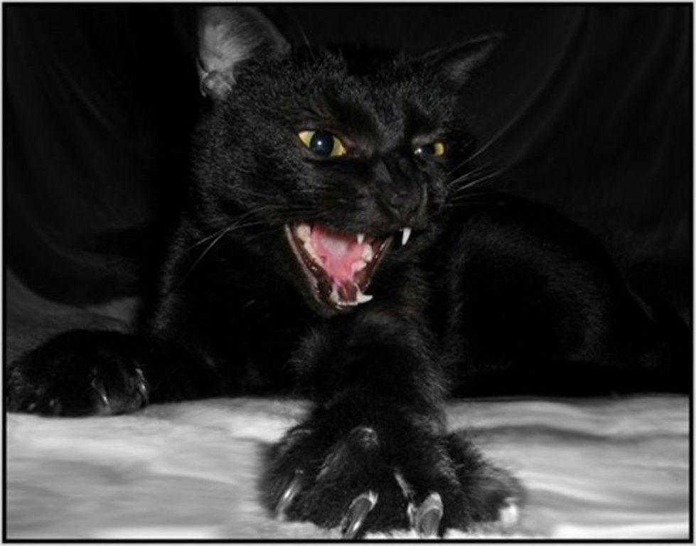 Гот нападение. Злая кошка. Черная кошка. Злая черная кошка. Злой черный кот.