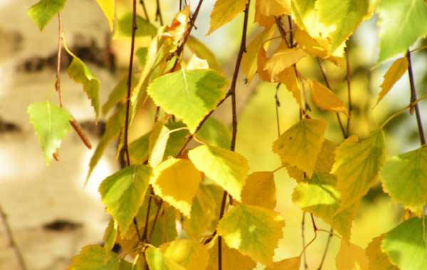 Осенний лист