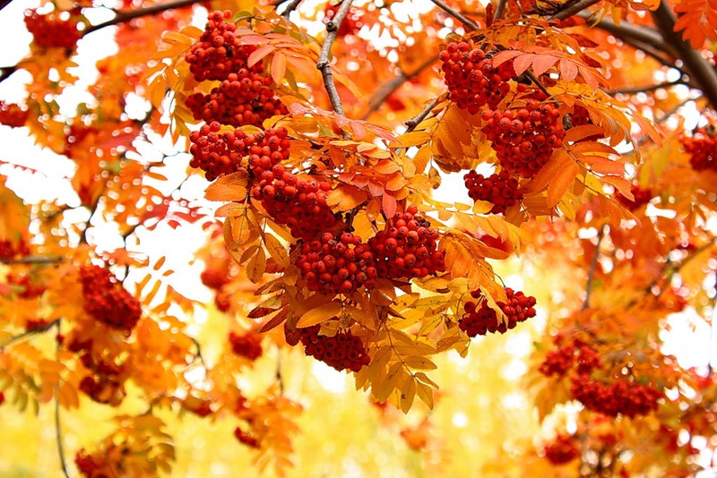 Рубиновый вальс