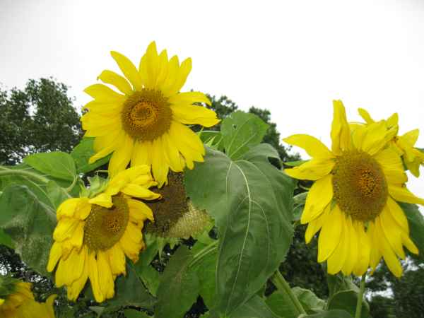 Гимн одиноким Матерям