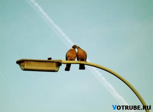 золотые сизари...