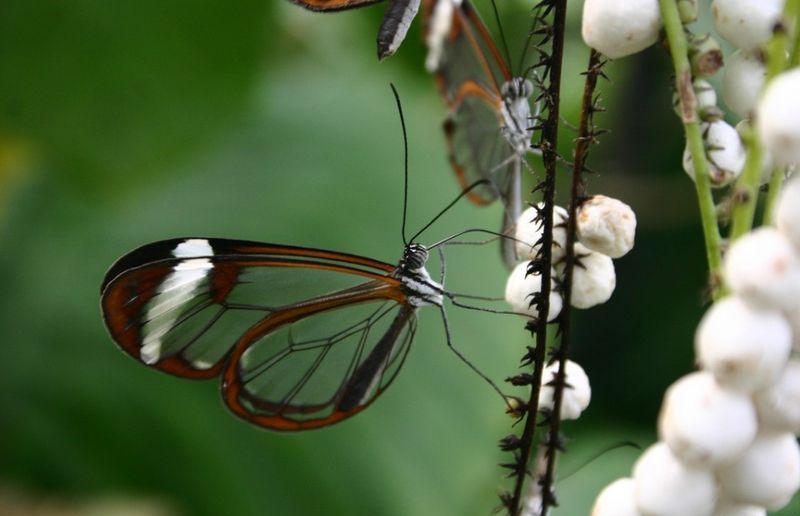 Полет бабочки.. акростих