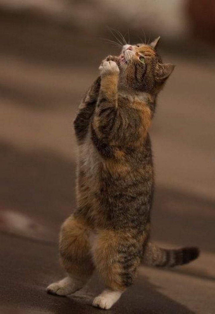 Весенние напевы