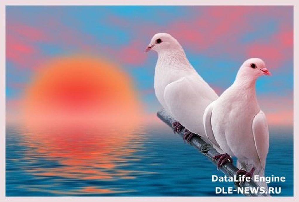 Люблю тебя голубка