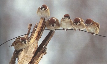 доминошники - КХ правильные песни