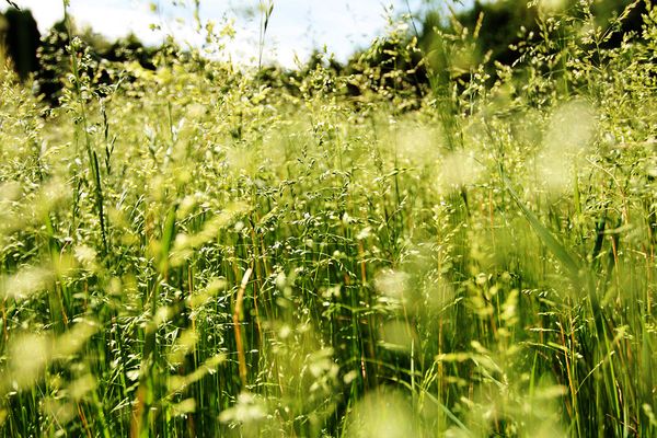 грушам обрушившимся в траву