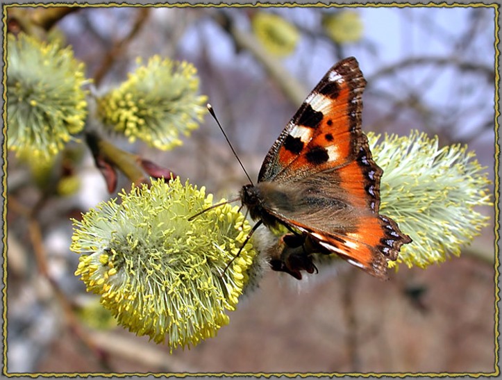 С Вербным Воскресеньем!