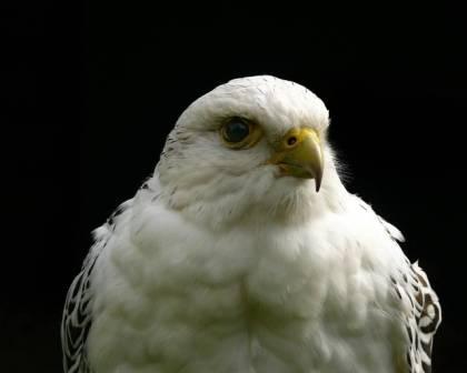 Белый ворон