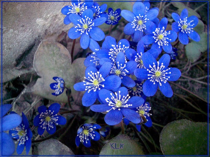 Глаза Весны