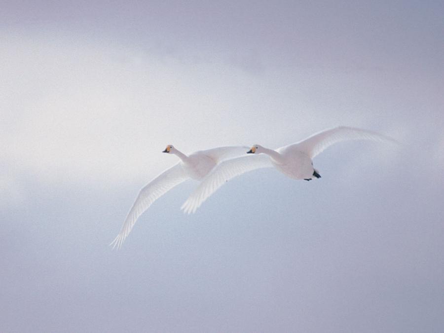 Прилетали лебеди...