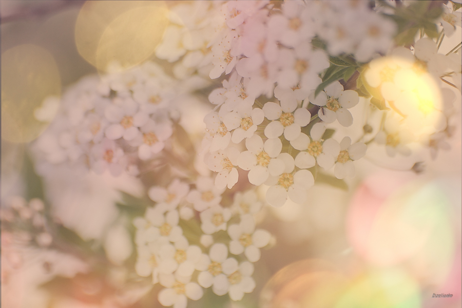 Обещая дух весёлый...