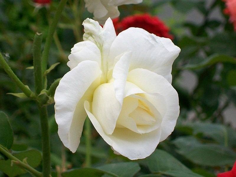 Я чуть-чуть погрущу