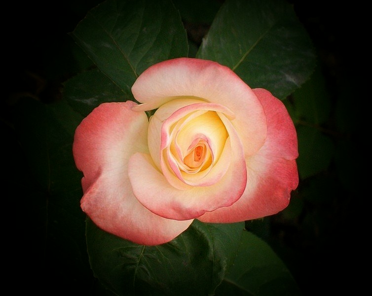 Ярким лучиком прольётся