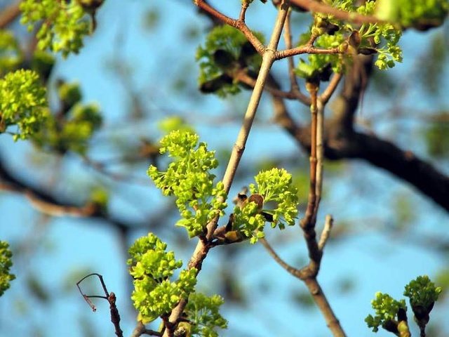 весна пришла