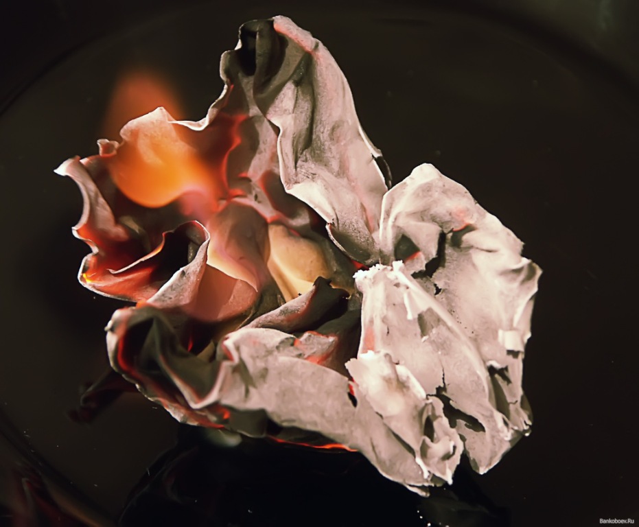 Фотографии