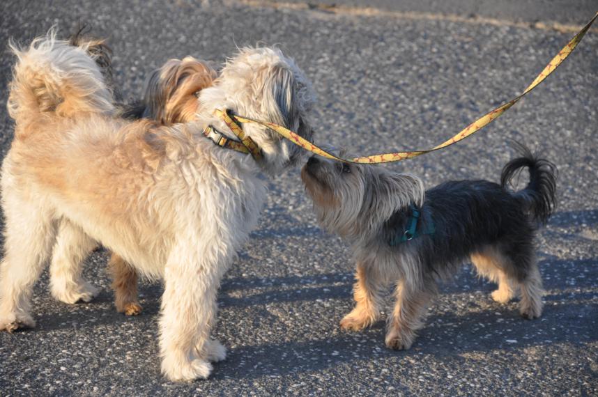 странная нить