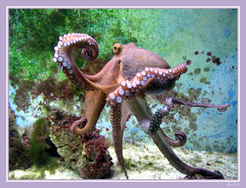 Осьминог фото для детей картинки