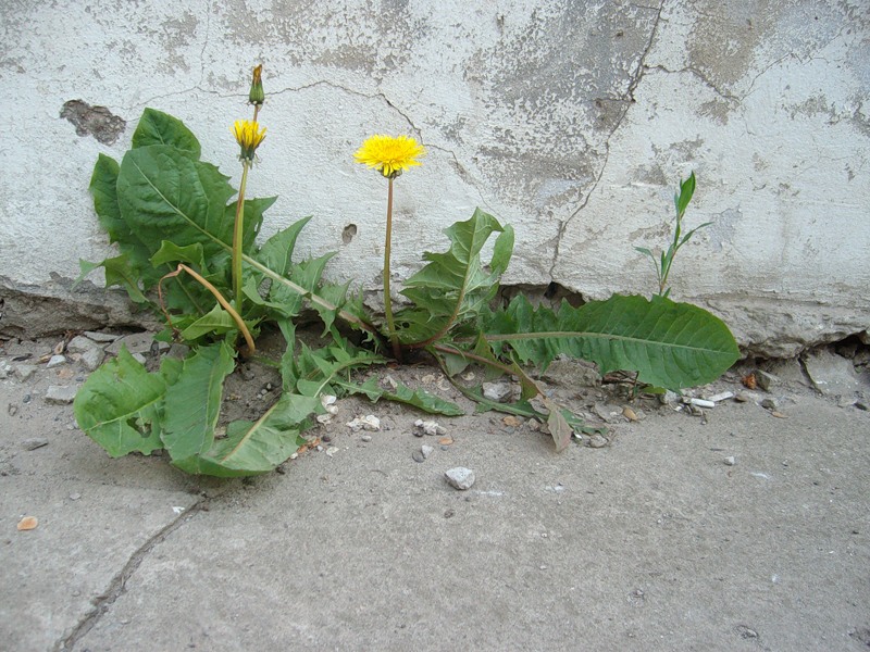 Маме с благодарностью 21. 04. 2012