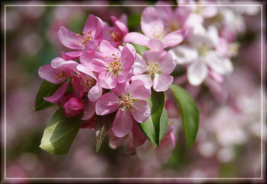 Невесомыми крылами...