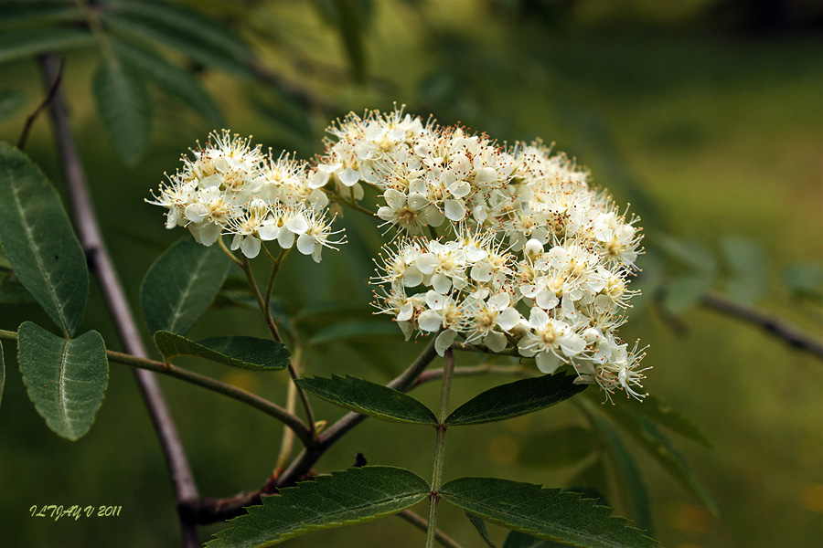 Заблудившись в тумане из грёз...