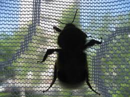 Шмель залетел в моё окно