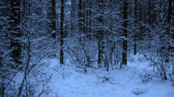 Зимний лес