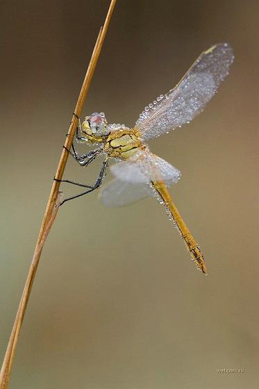 Продолжать