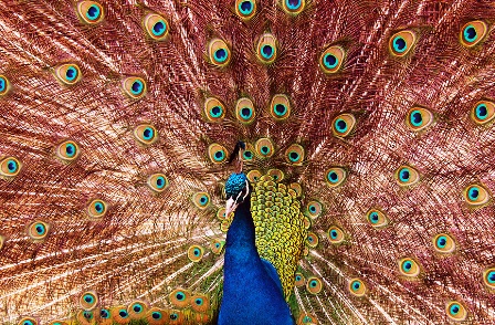 Чувств прекрасных глубина