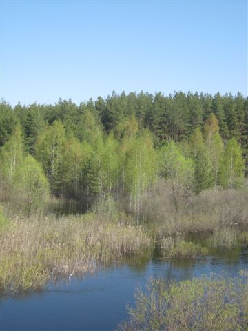 В зелёном кружеве берёзы