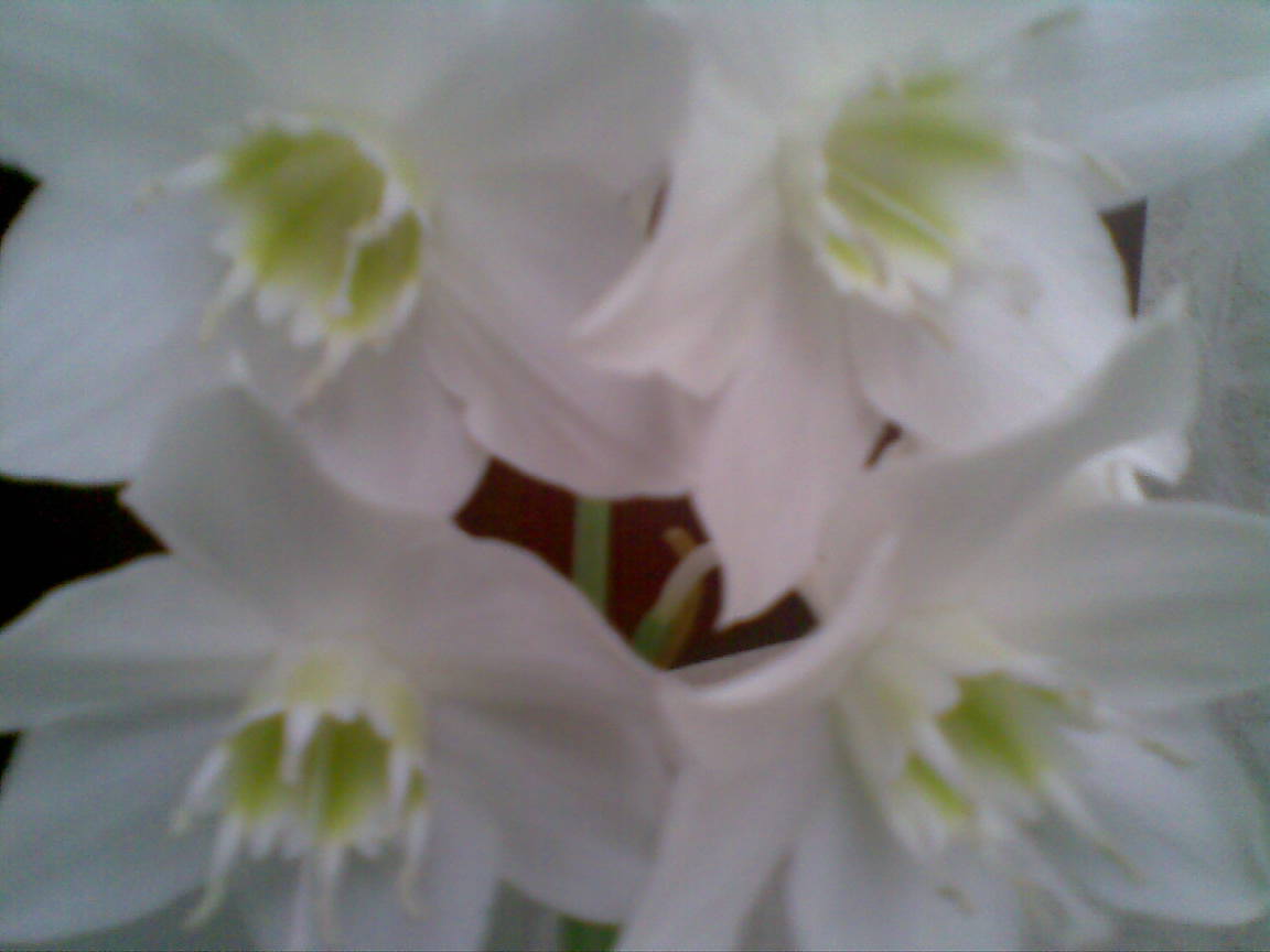 Женское сердце