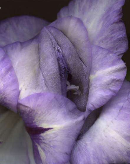 Удивительный цветочек