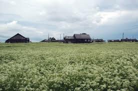 На антенну трясогузка села