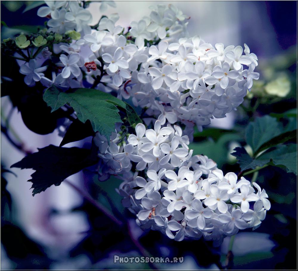 Ловлю весенний аромат...