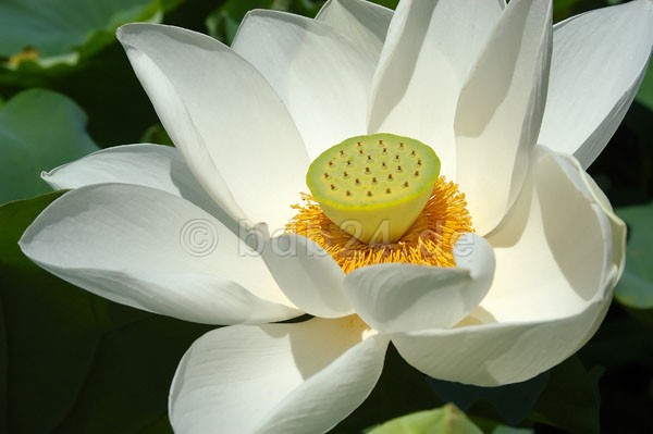 Душа и лотос