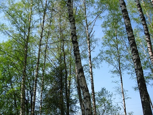 Белая Березка Брянская Область Купить