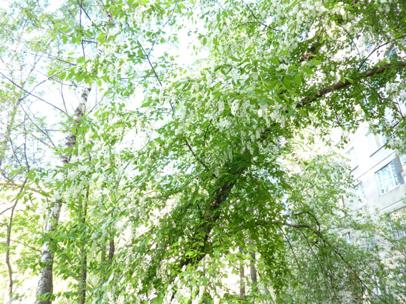 Майский дождь! фото авт