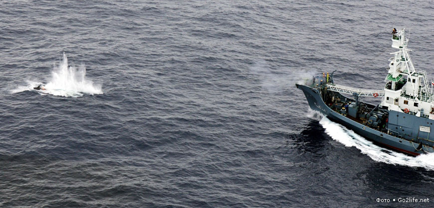 Кит и гарпун