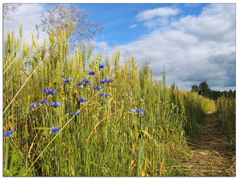 Я - василёк во ржи...