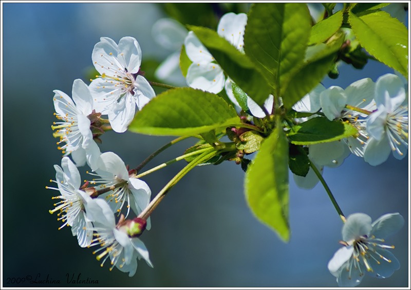 Роняя слёзы...