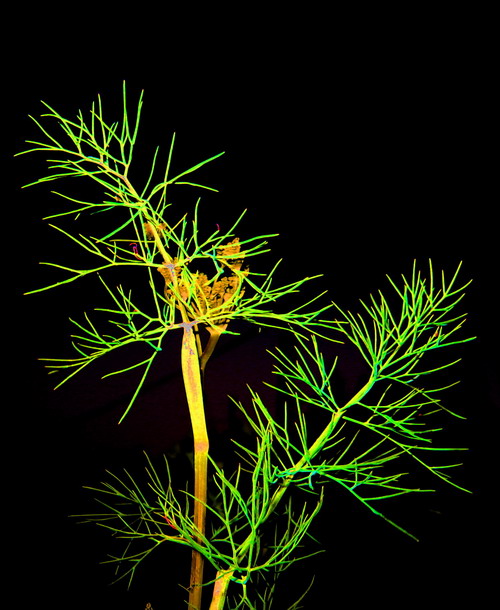 Озаряя вспышкой мглу...