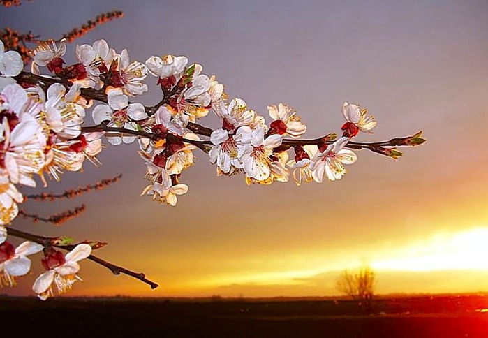 Немеркнущим сияньем...