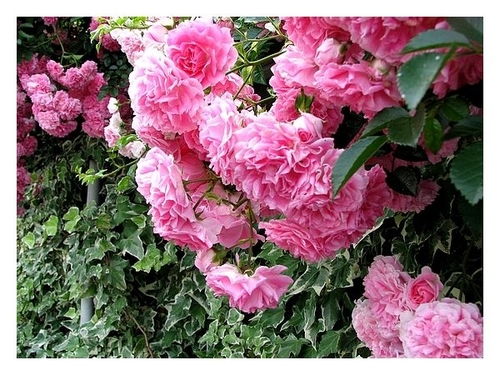 Розовый куст (Анастасия Снегина) / Стихи.ру