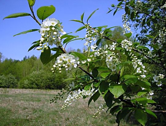 Черёмуховый дурман